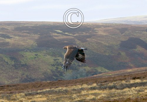 Golden Eagle in Flight  DMO430